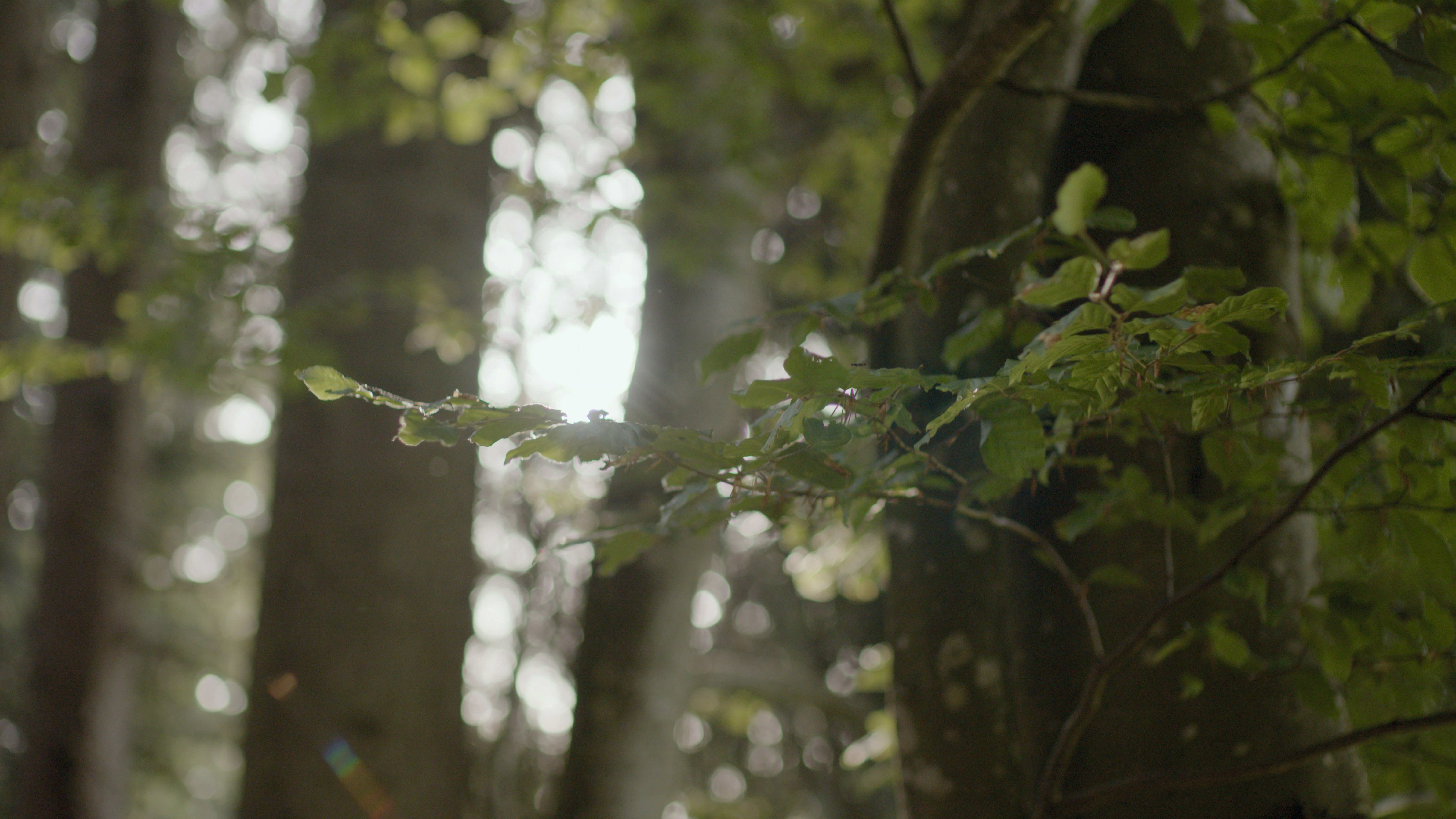 Branche d'arbre avec des feuilles vertes