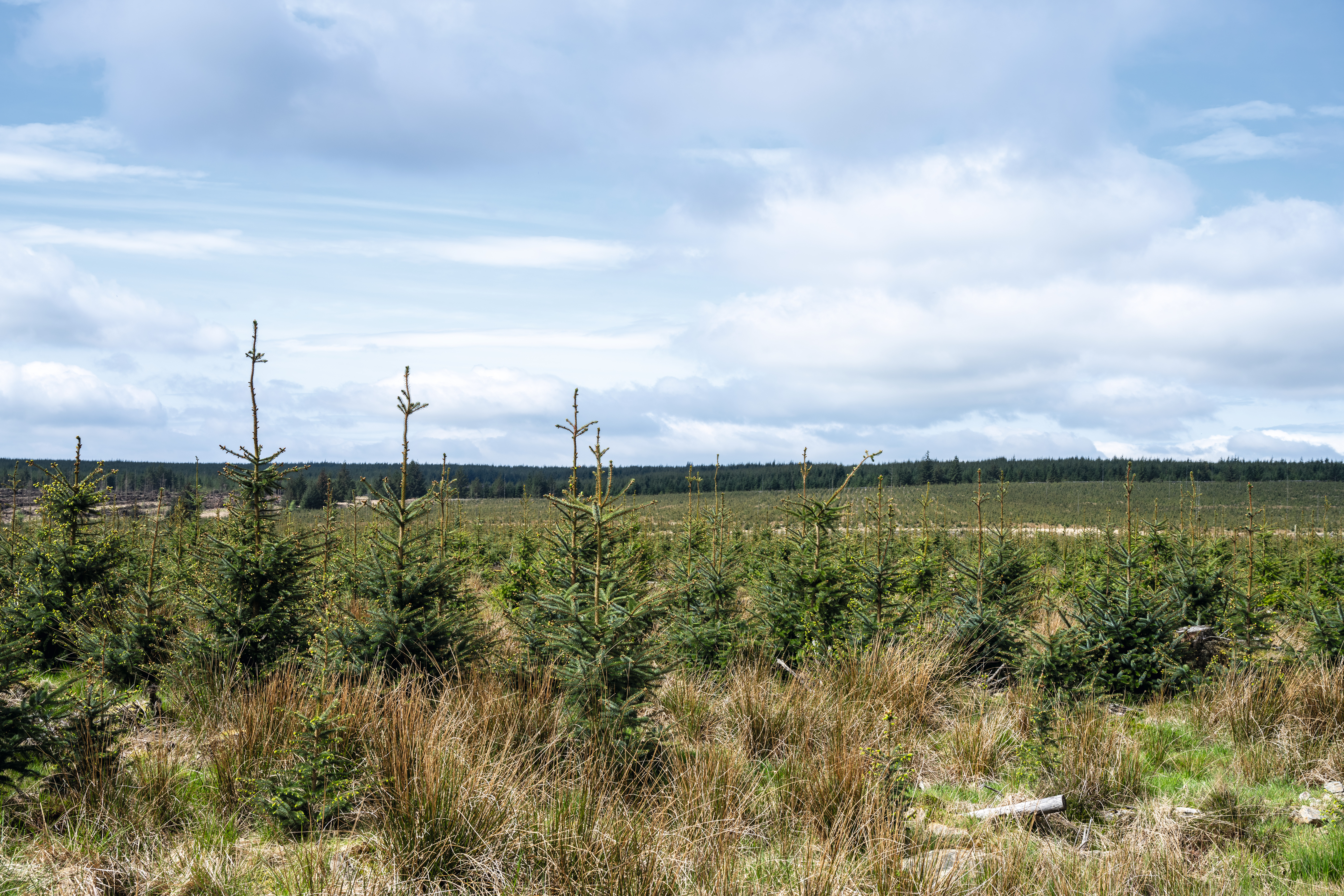 Time for more trees
