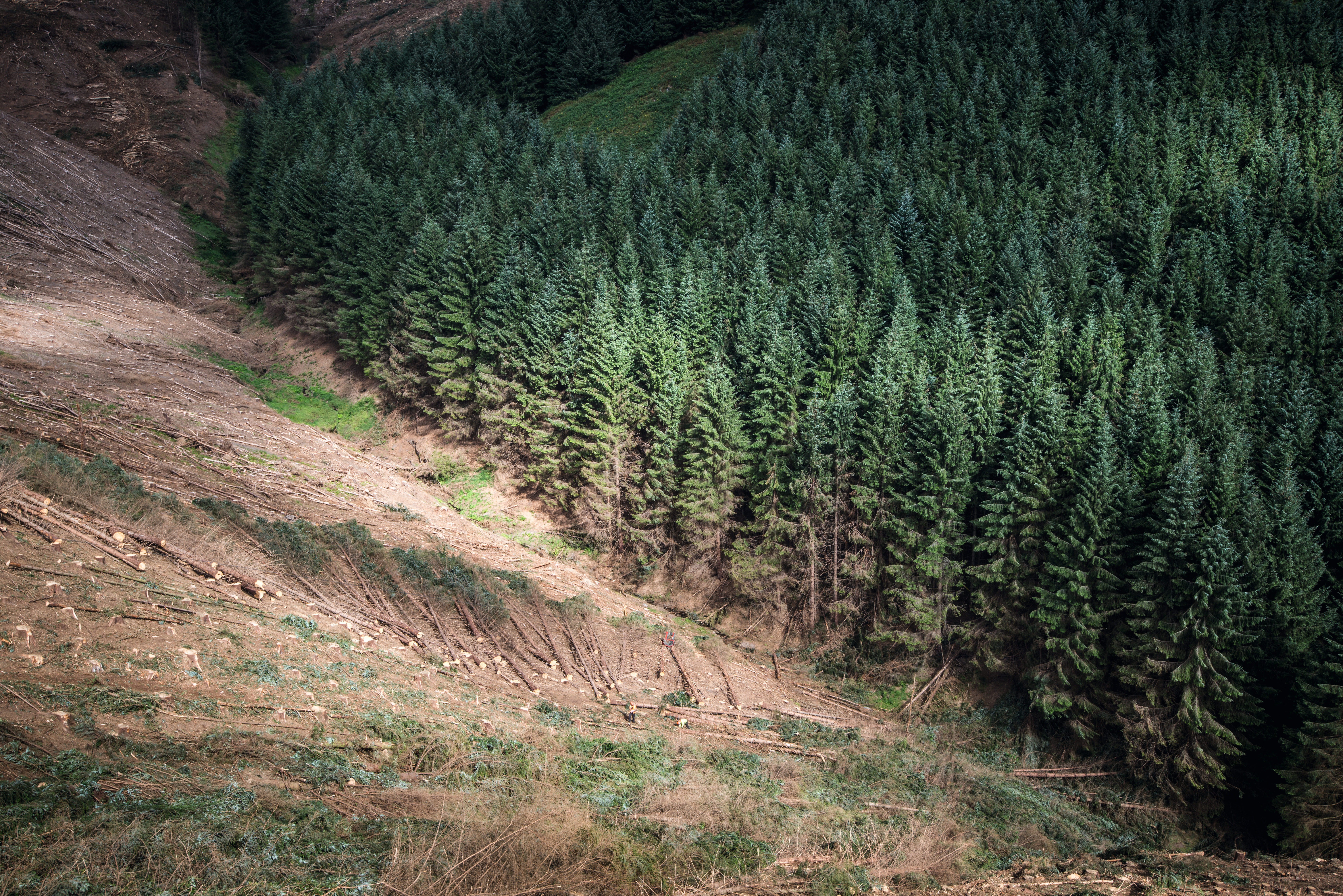 EGGER Harvesting case study – Kidland Forest Complex