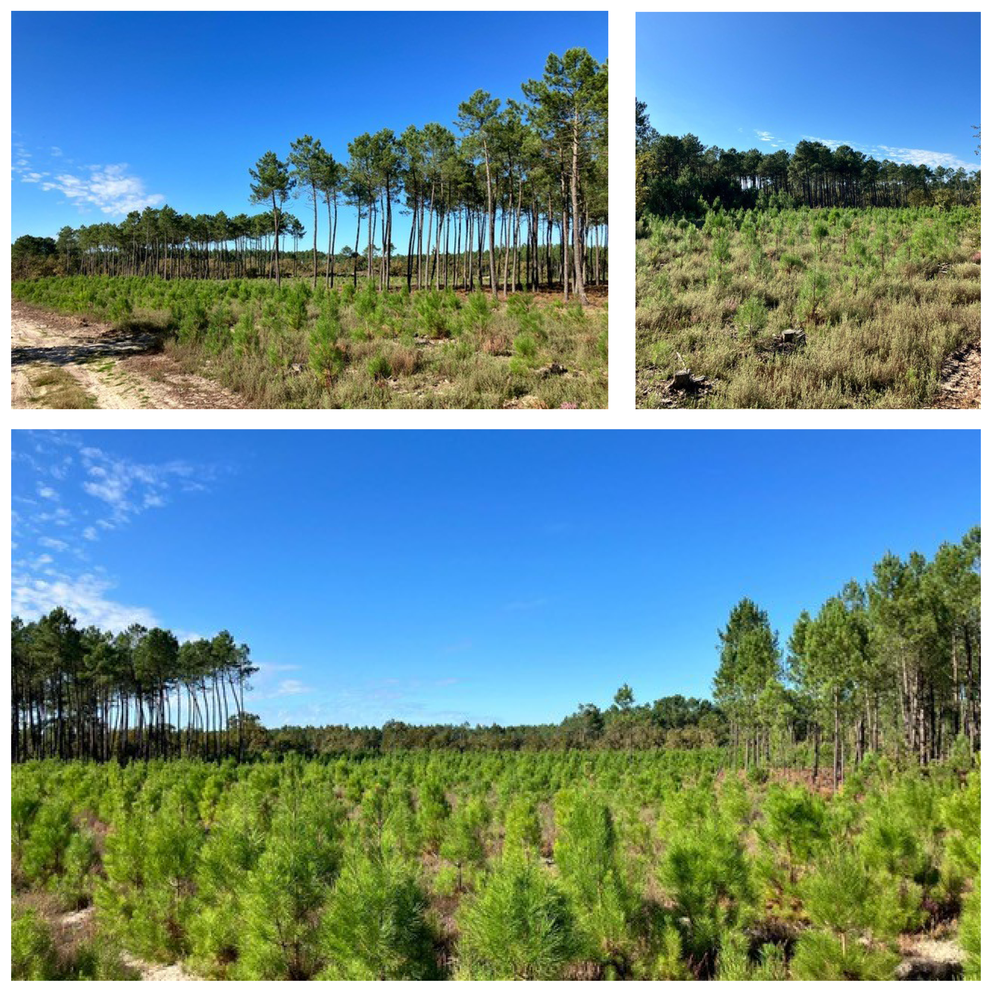 un bosque en Rion de Landes (Francia)