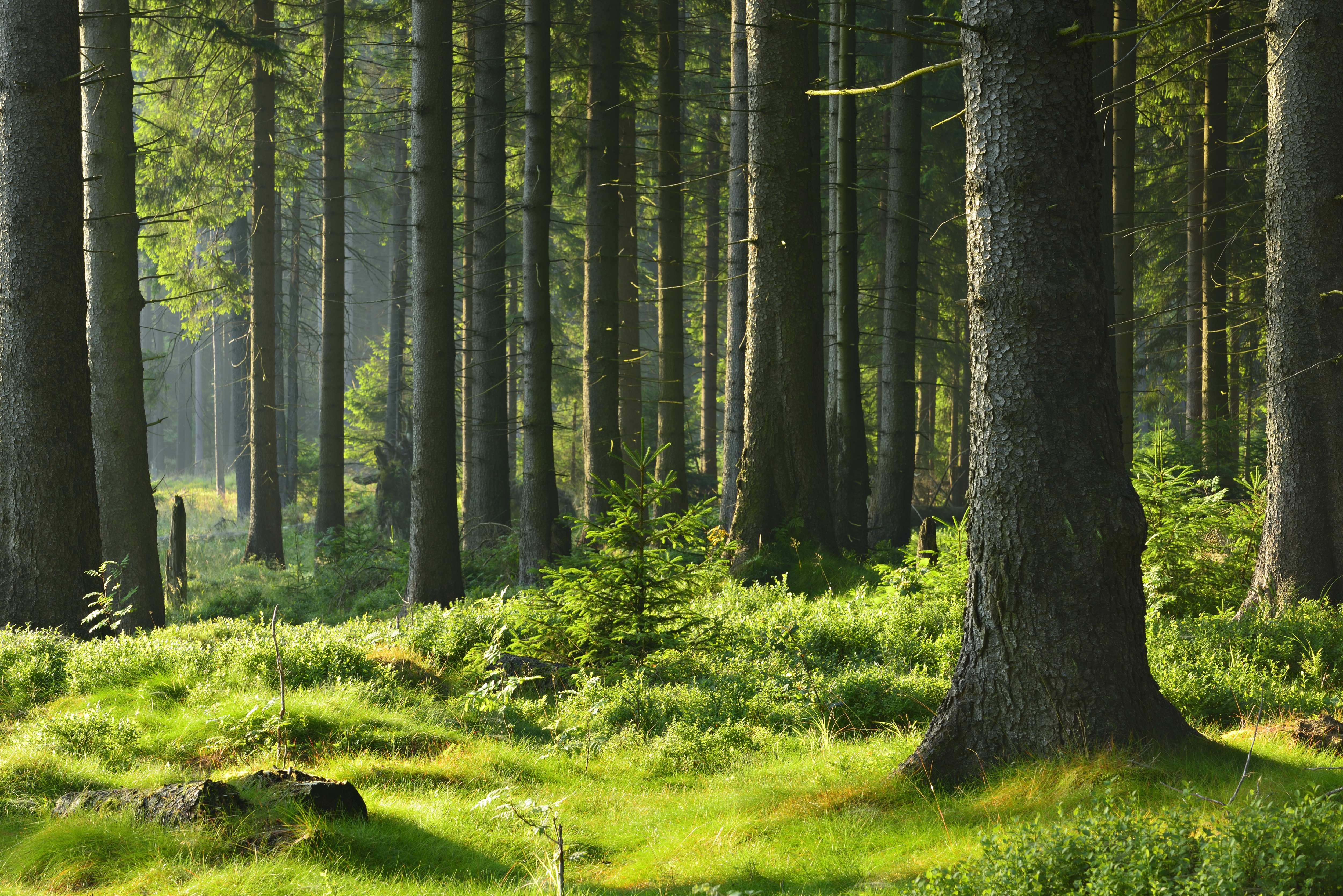 Moss-covered forest with many trees