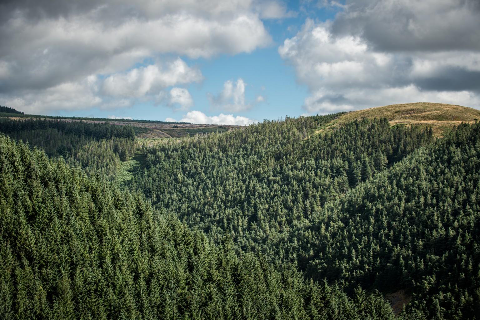 EGGER Forestry