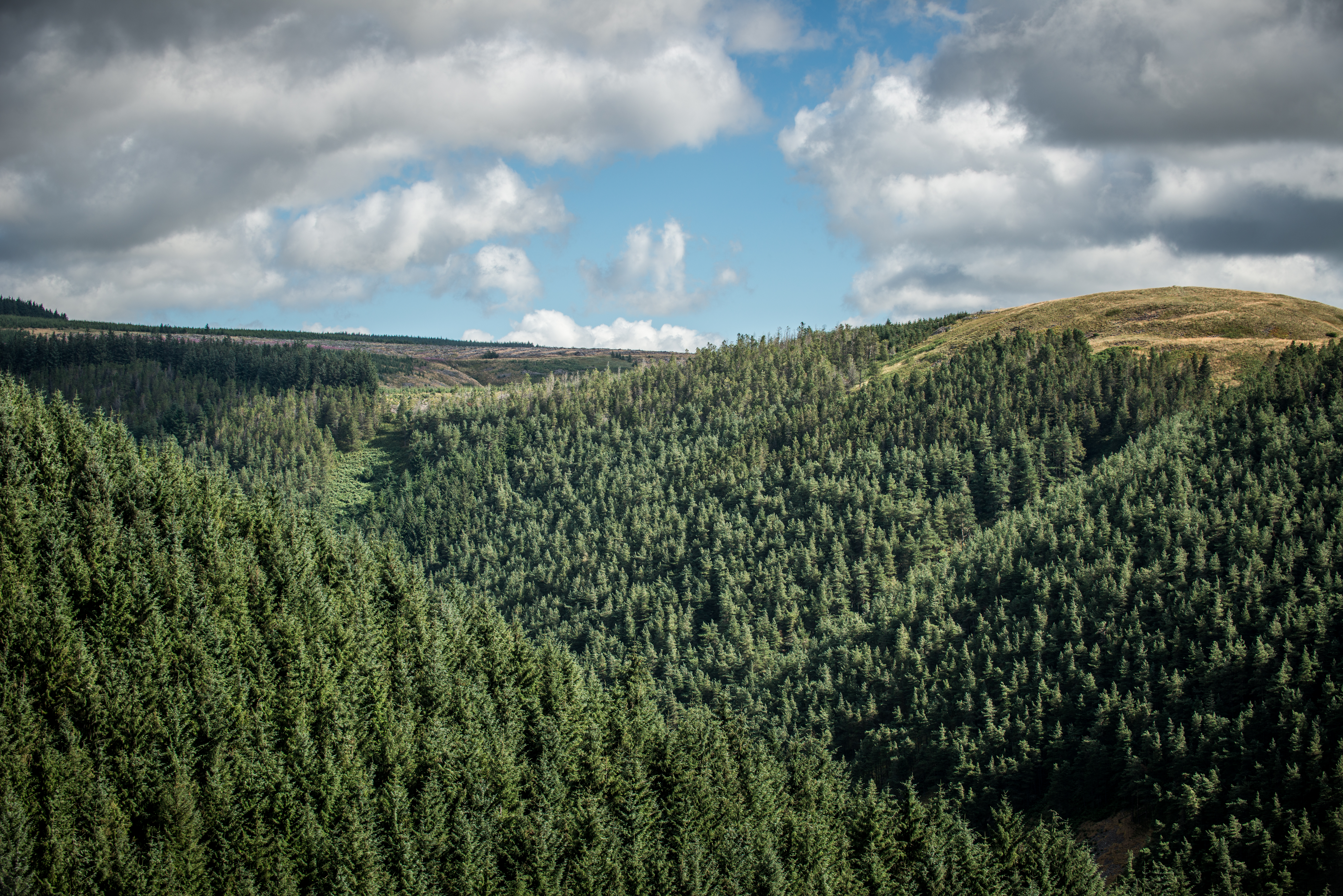 EGGER Forestry
