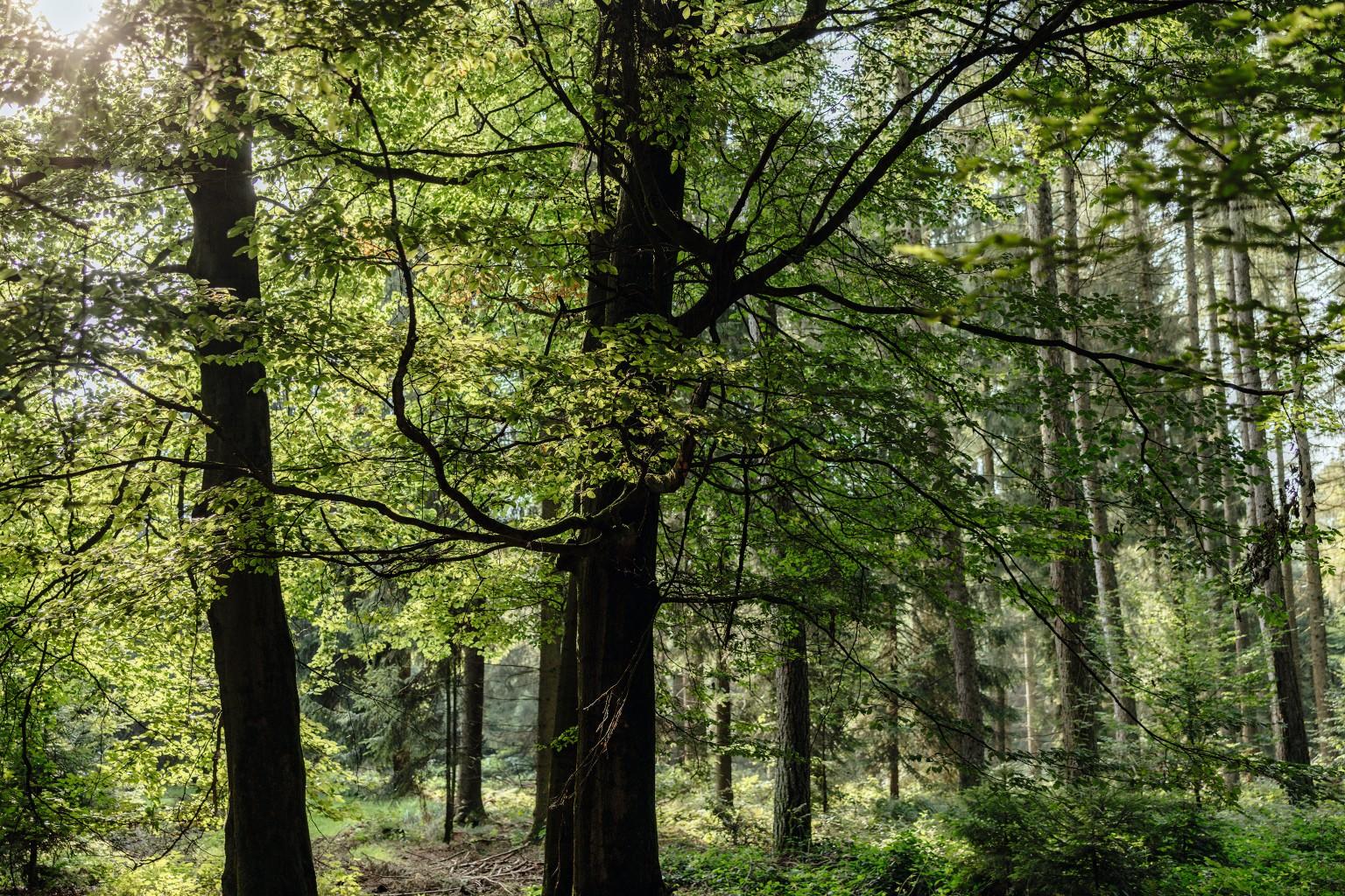 Bosco con molti alberi
