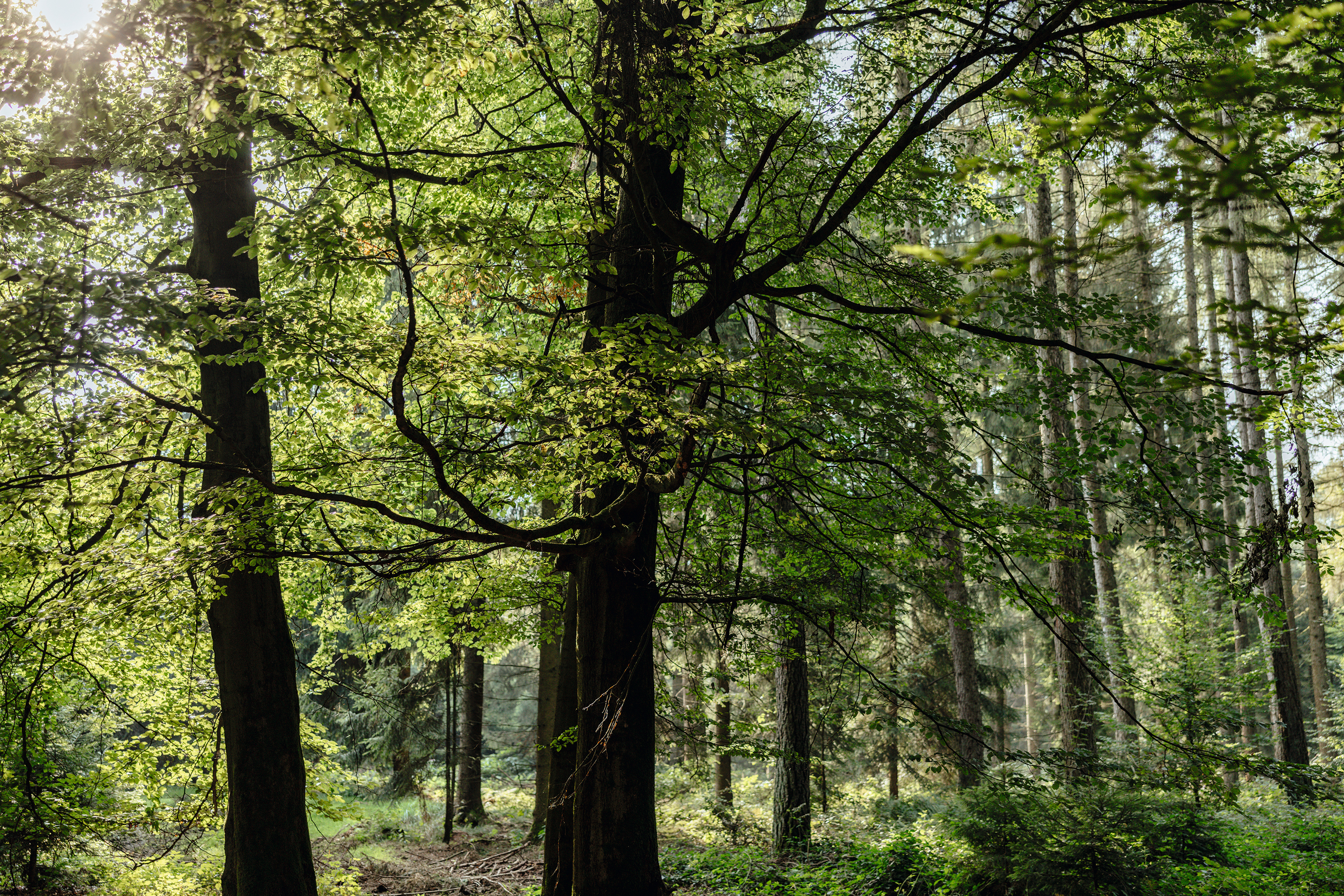 Bosco con molti alberi
