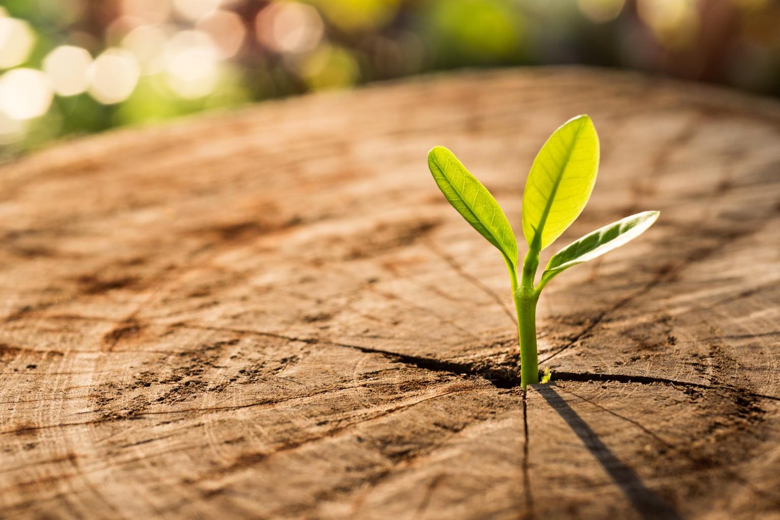 Development Opportunities