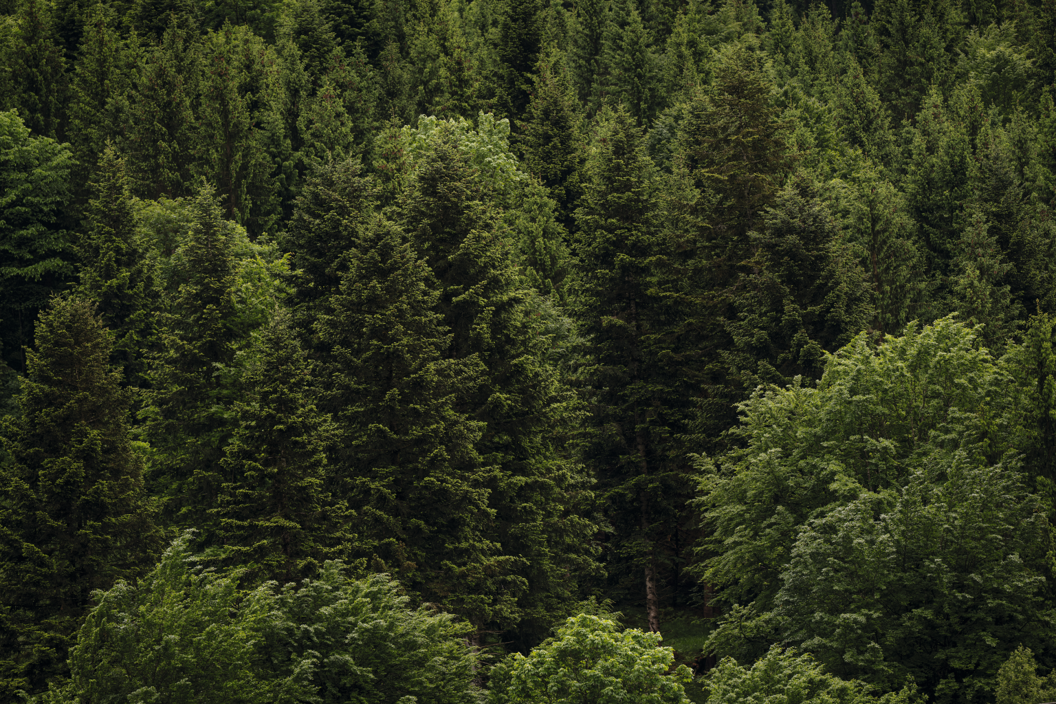 A responsibly managed forest is an important carbon store