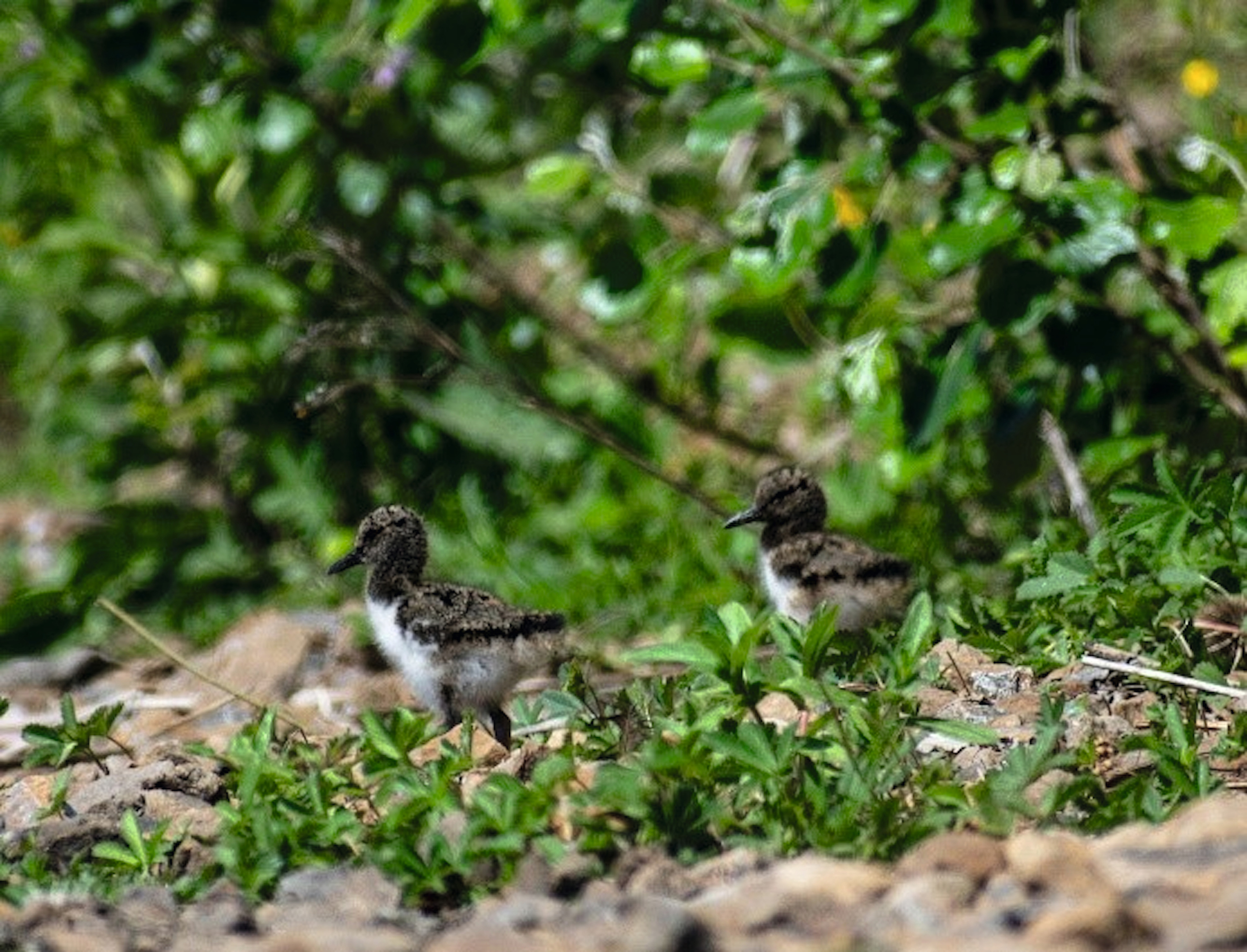 Oyster Catchers