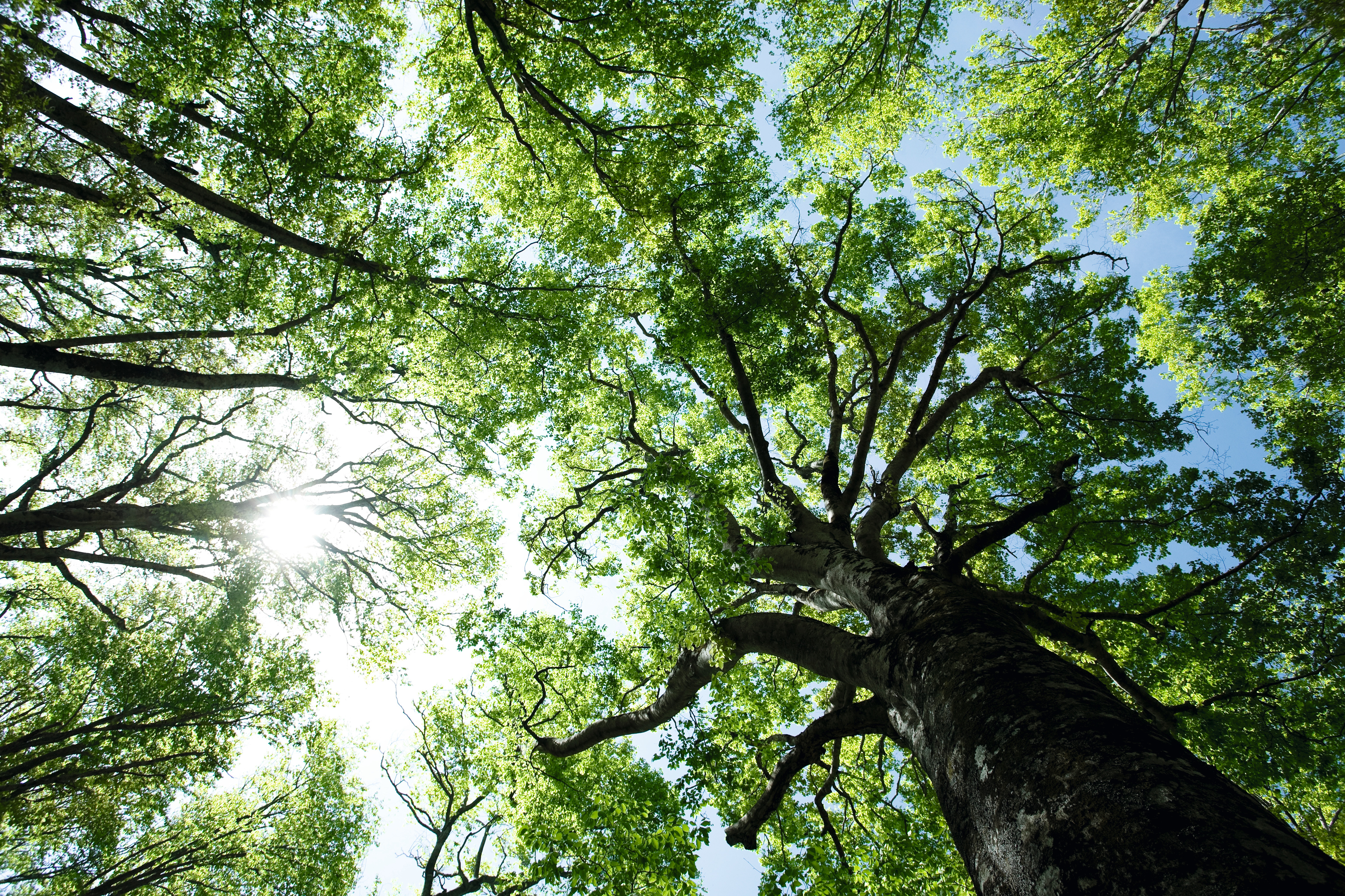 Wood absorbs CO2 from the atmosphere and stores it as carbon.