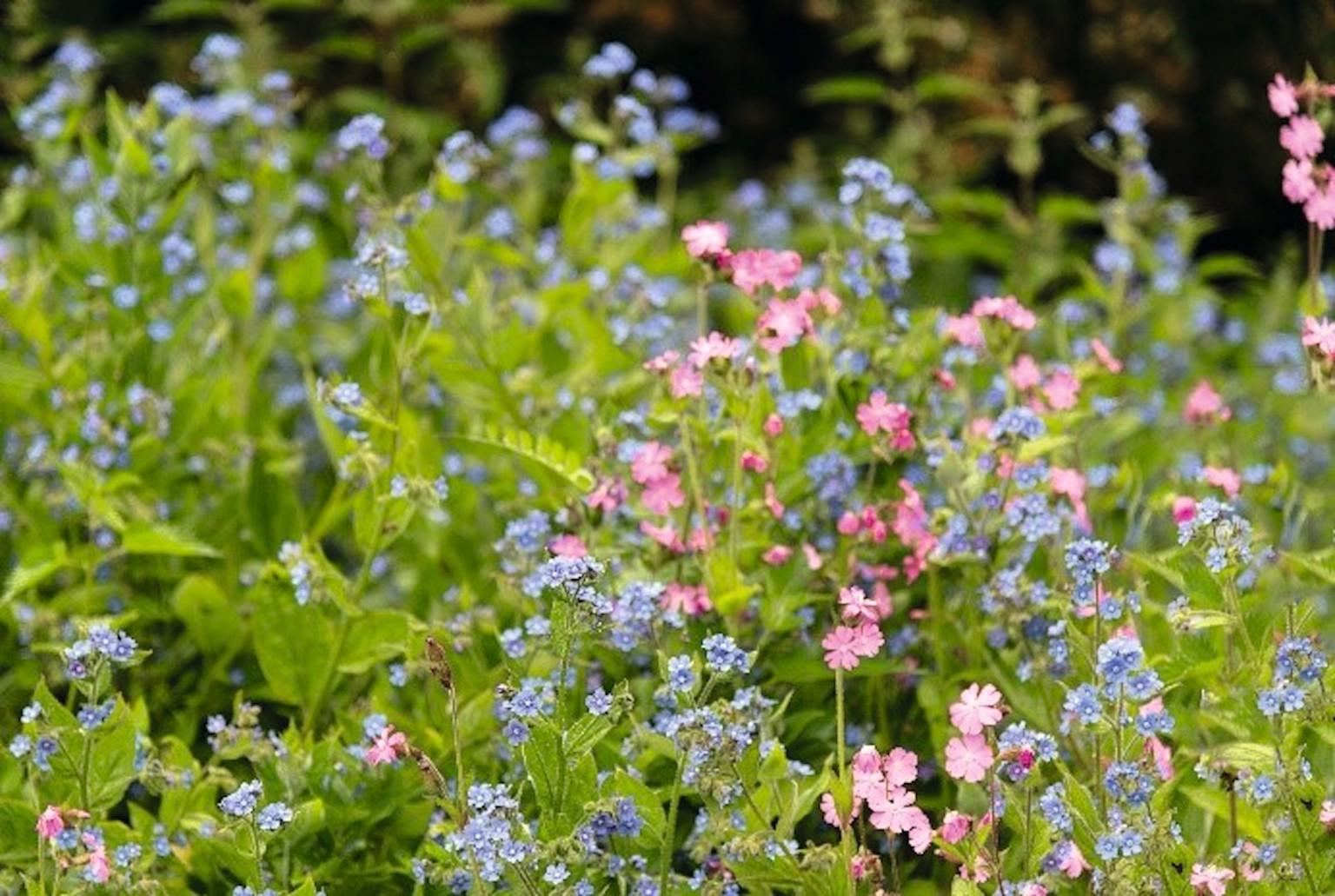 Wild flowers