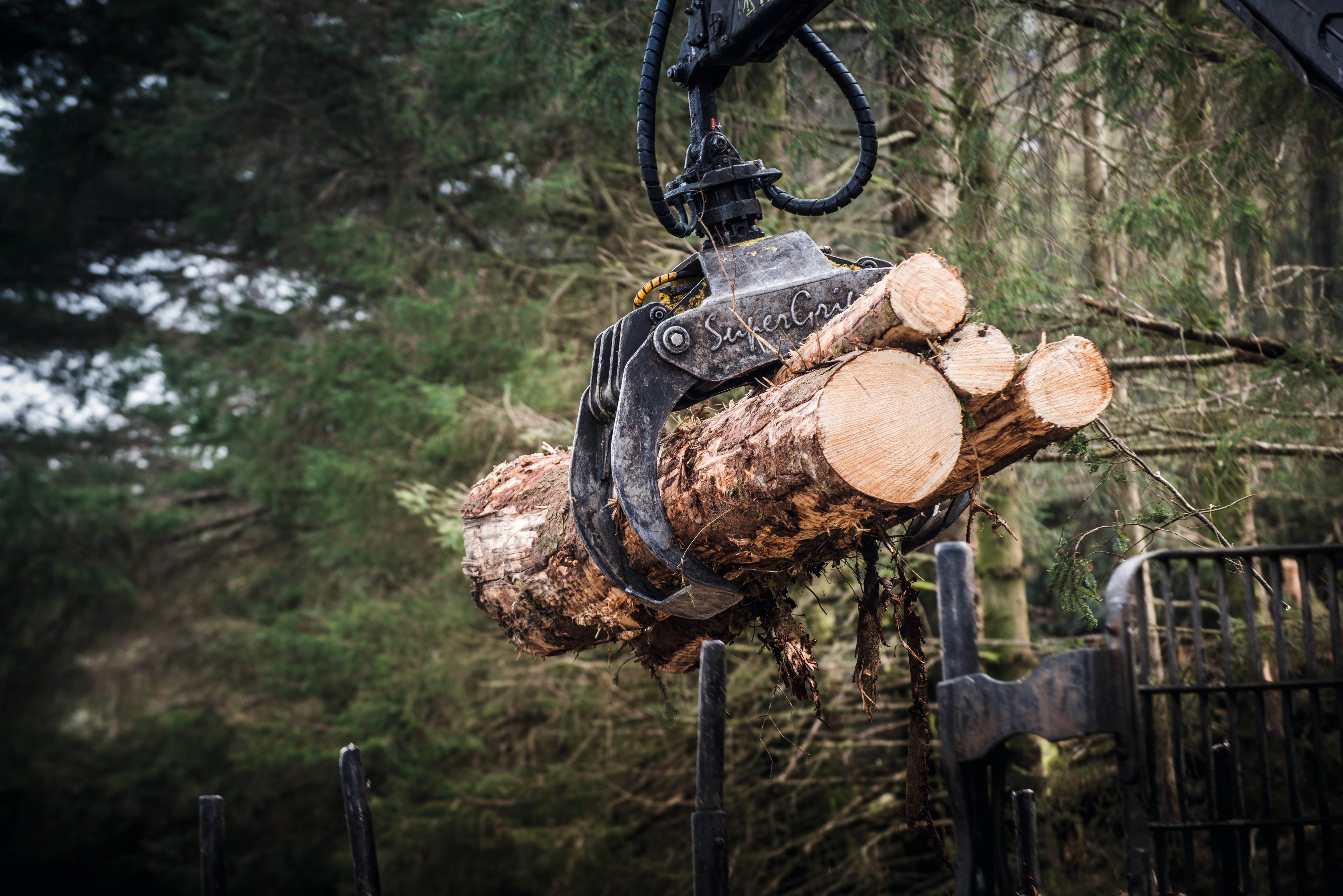 Forestry Shinnelhead