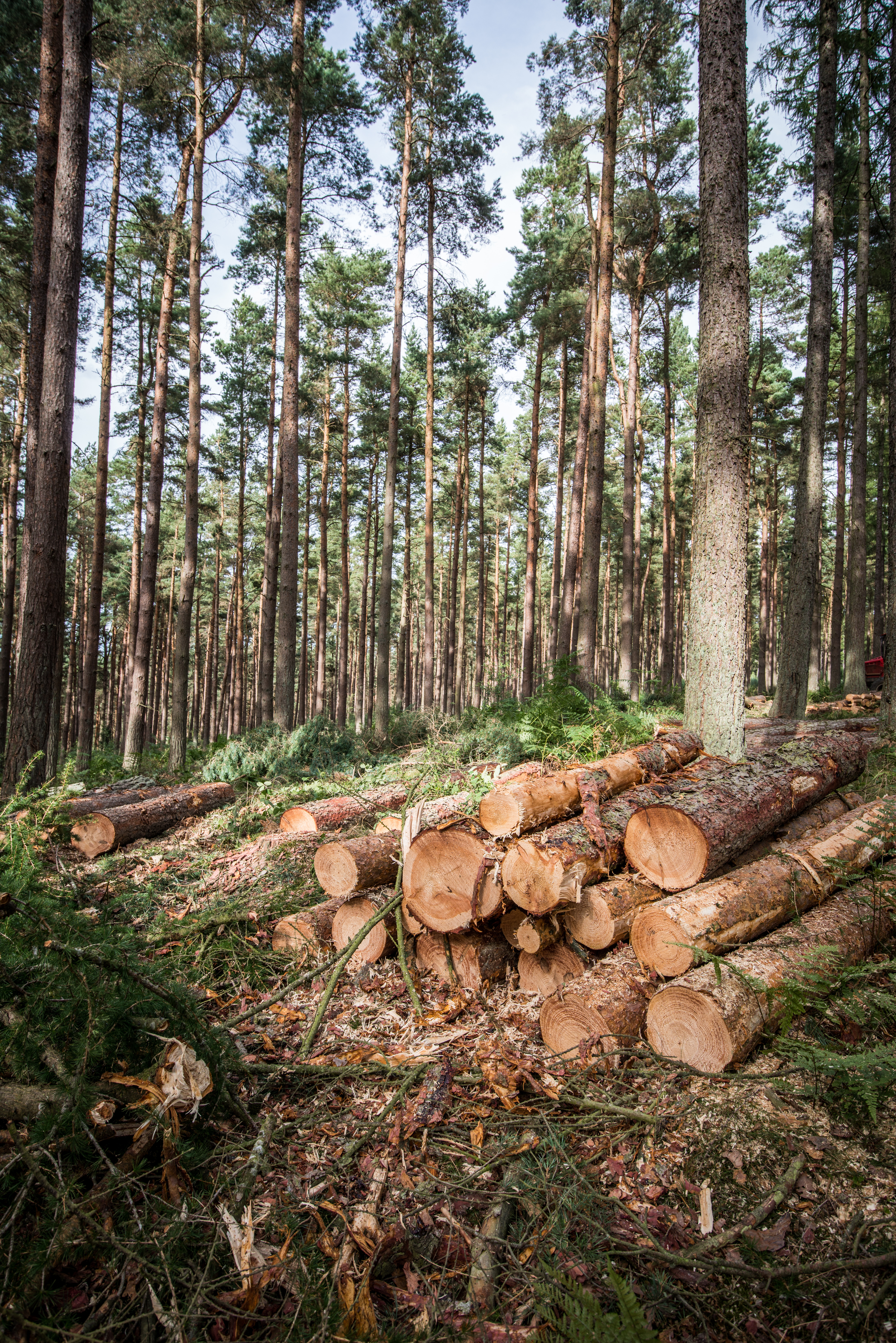 EGGER Forestry