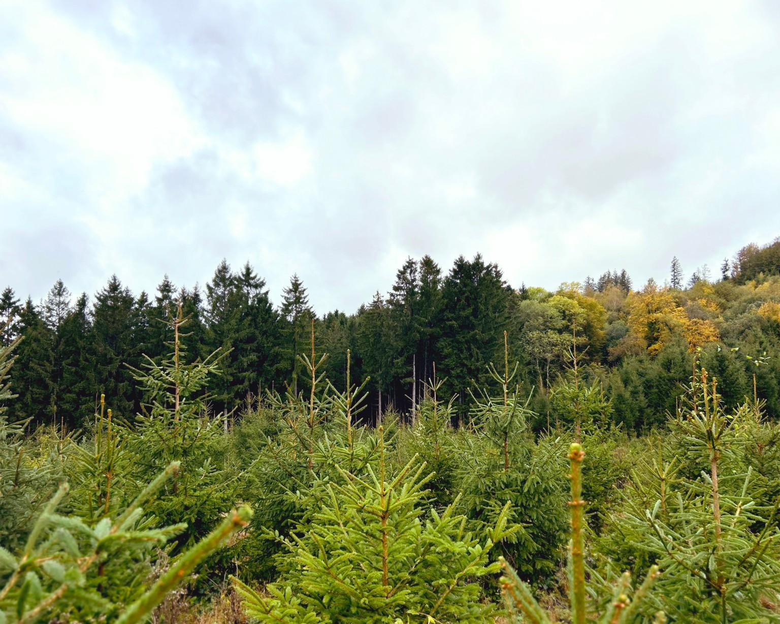Foresta con aree rimboschite