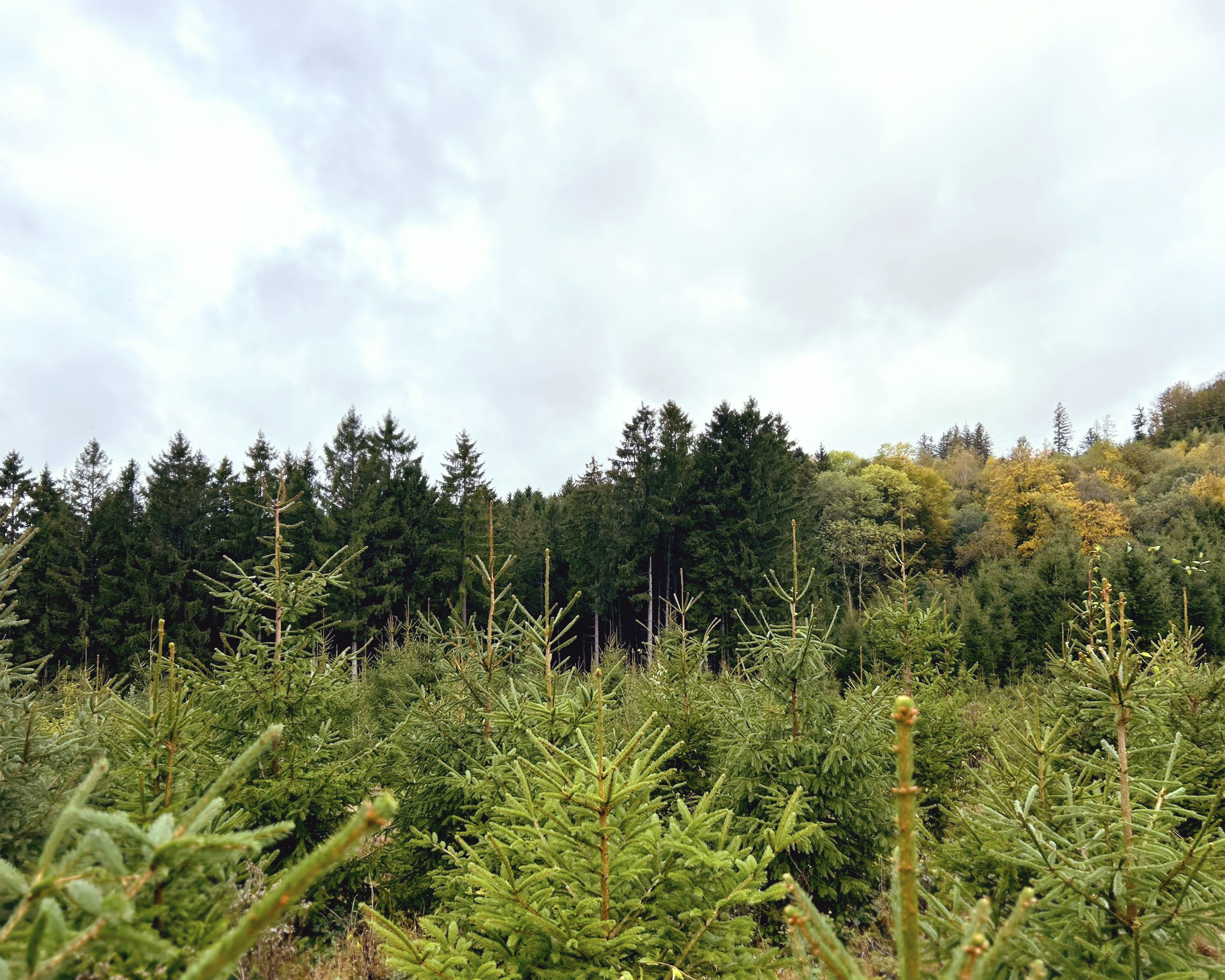 Forêt avec surfaces reboisées