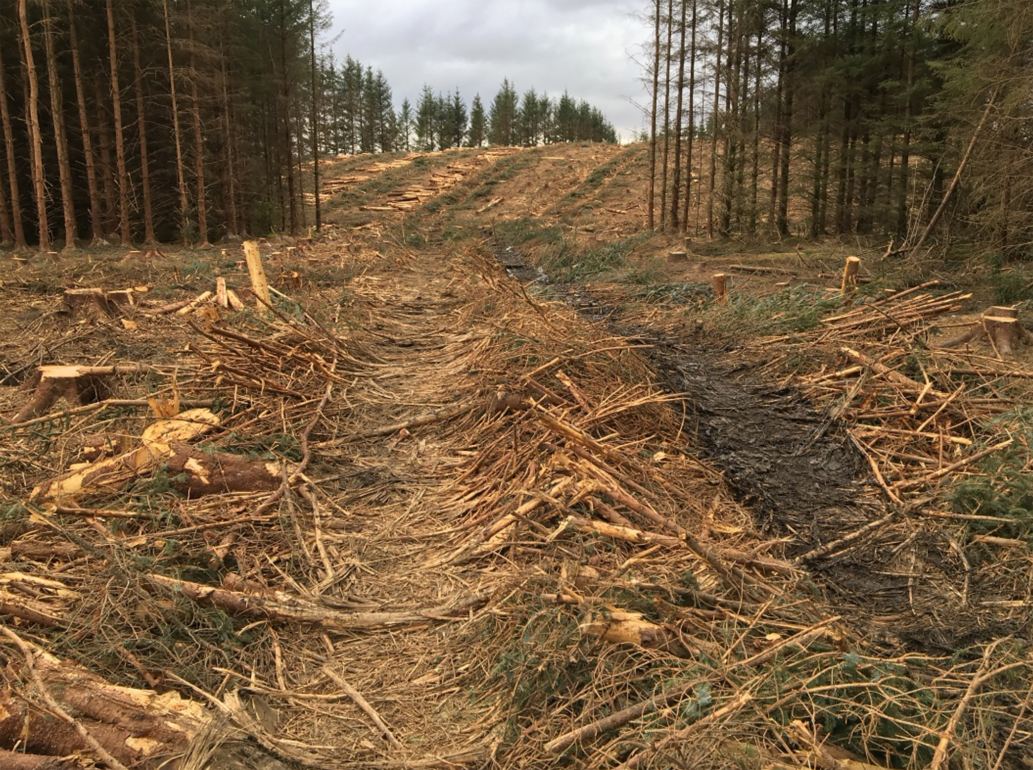 Barnshalloch Moor