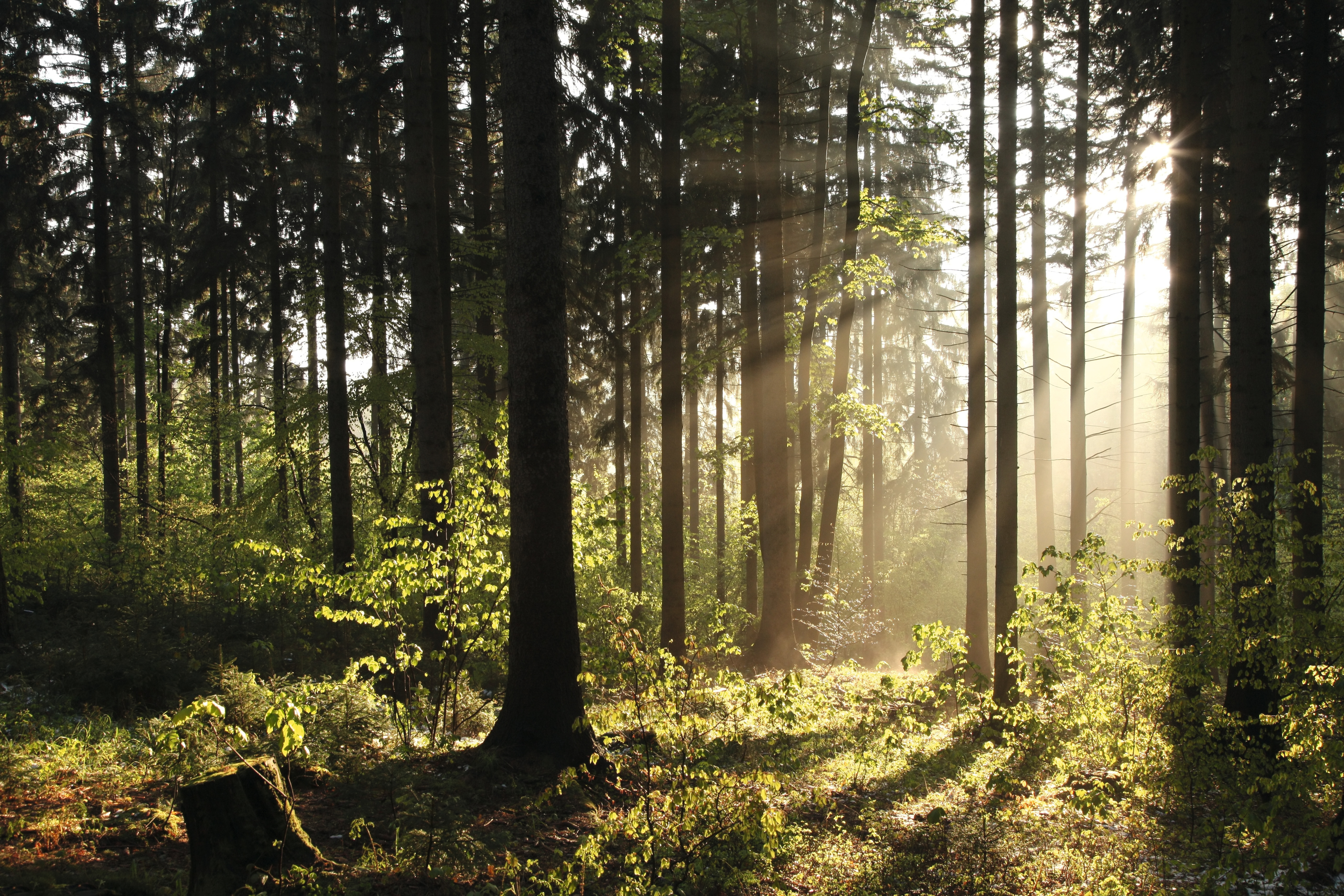Environmental Sustainability Environmental Sustainability