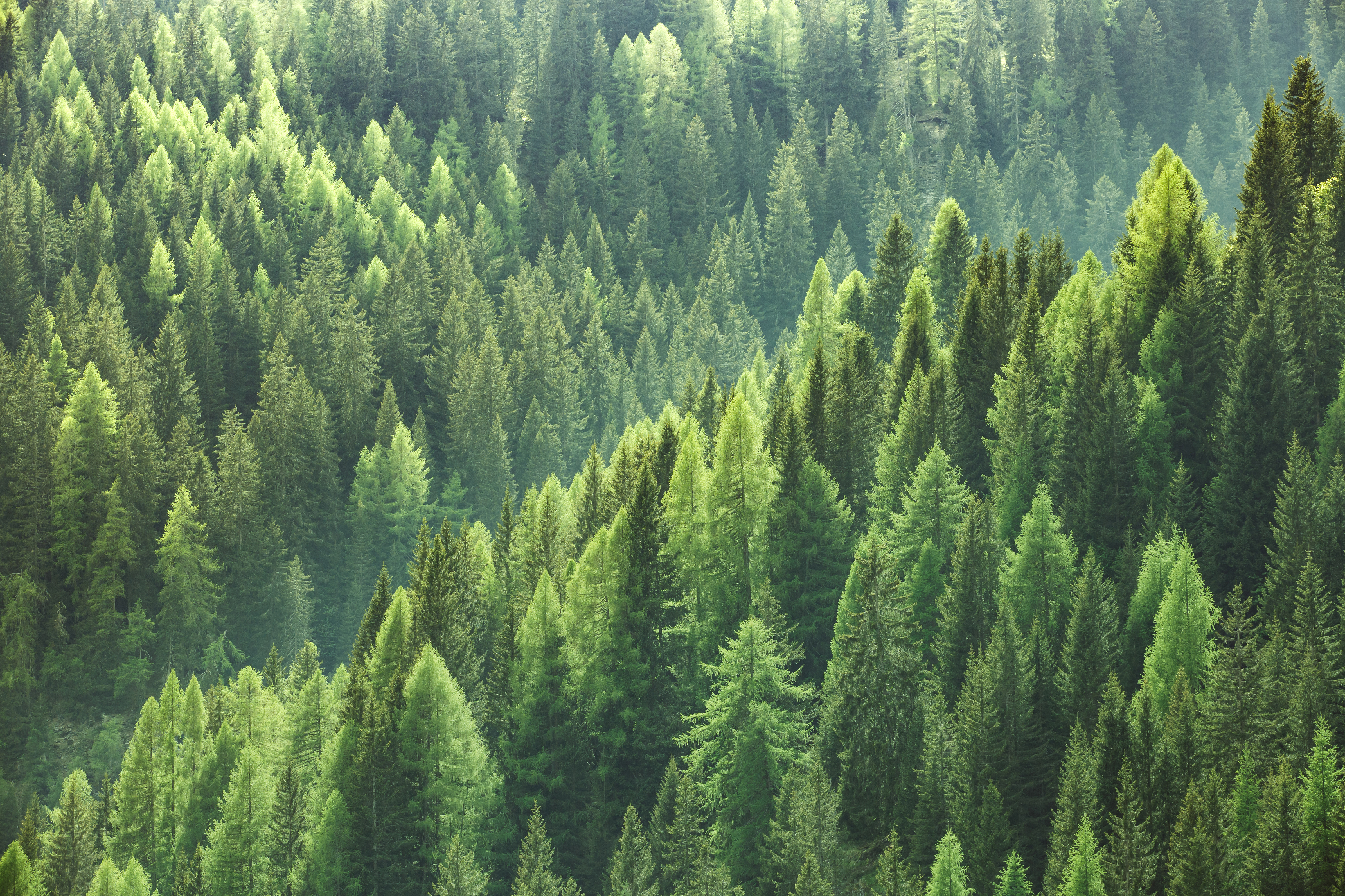 Zrównoważona gospodarka leśna