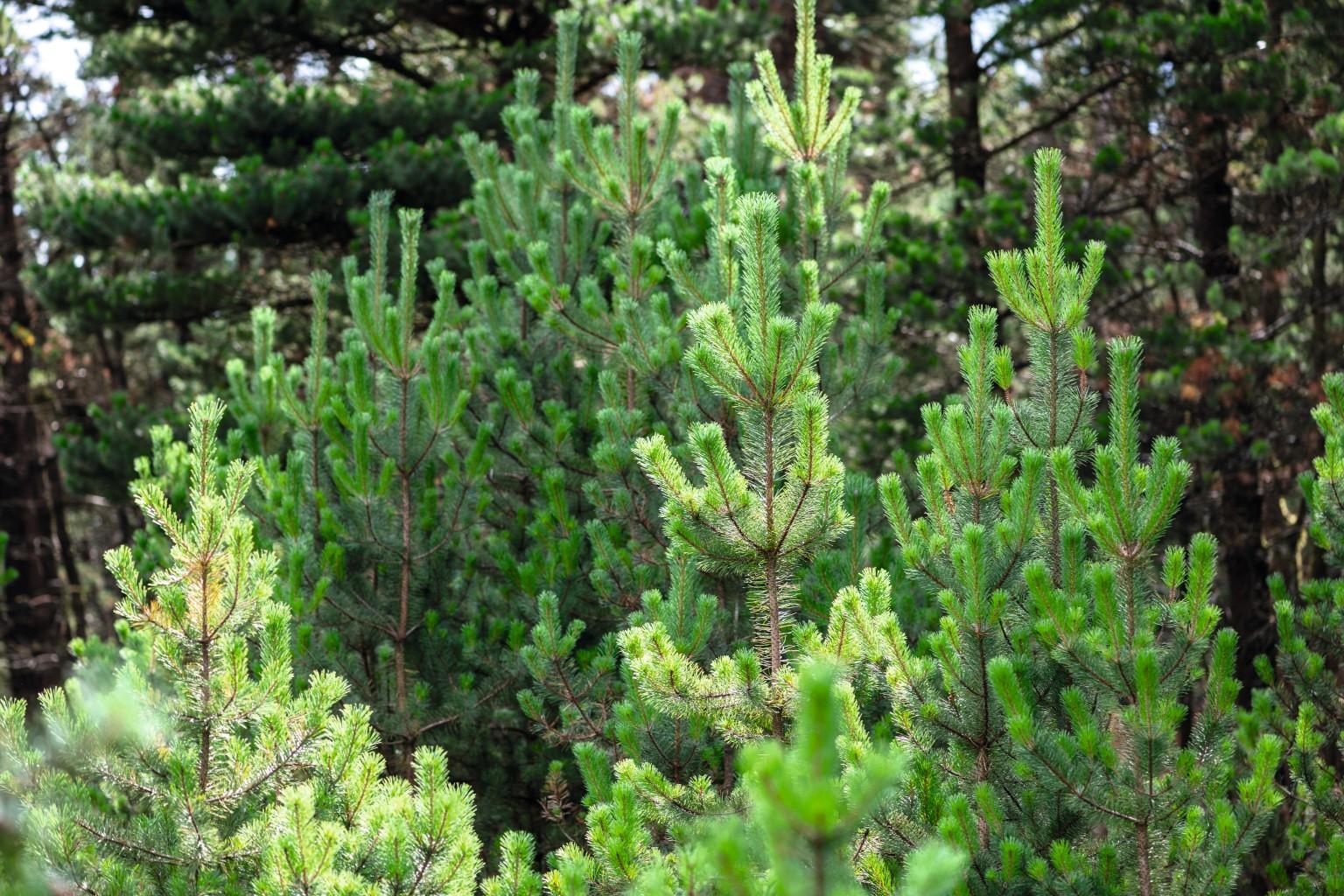 Fotografia della foresta