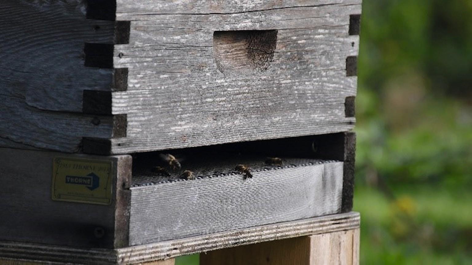 EGGER Bees