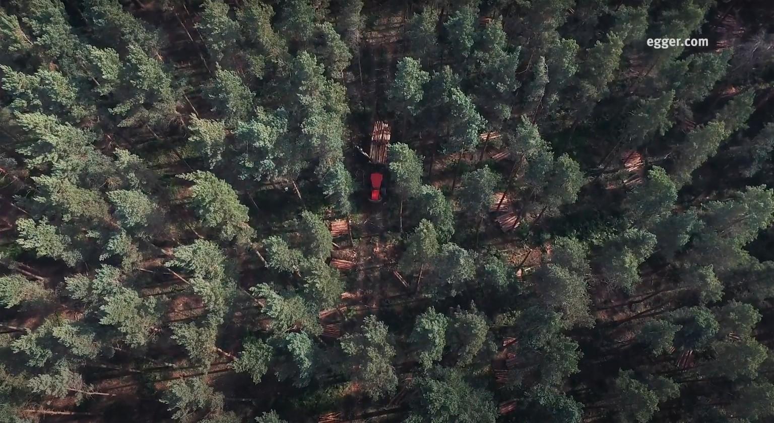 EGGER Timber Harvesting Case Study - Healey Woodland
