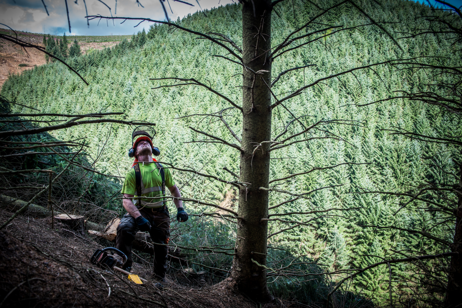 Forestry Kidland
