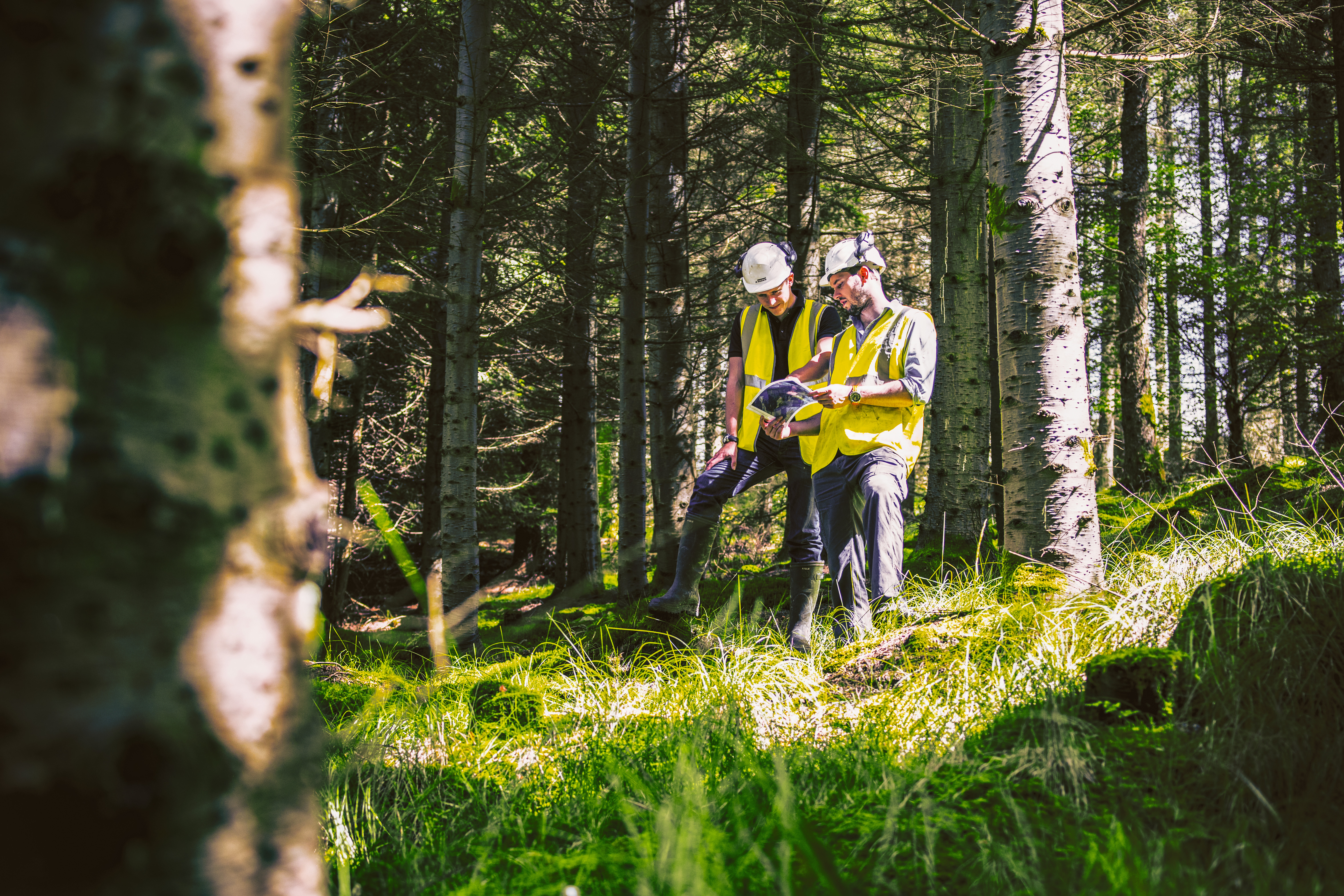 Дял на дървесината от проверени и сертифицирани източници