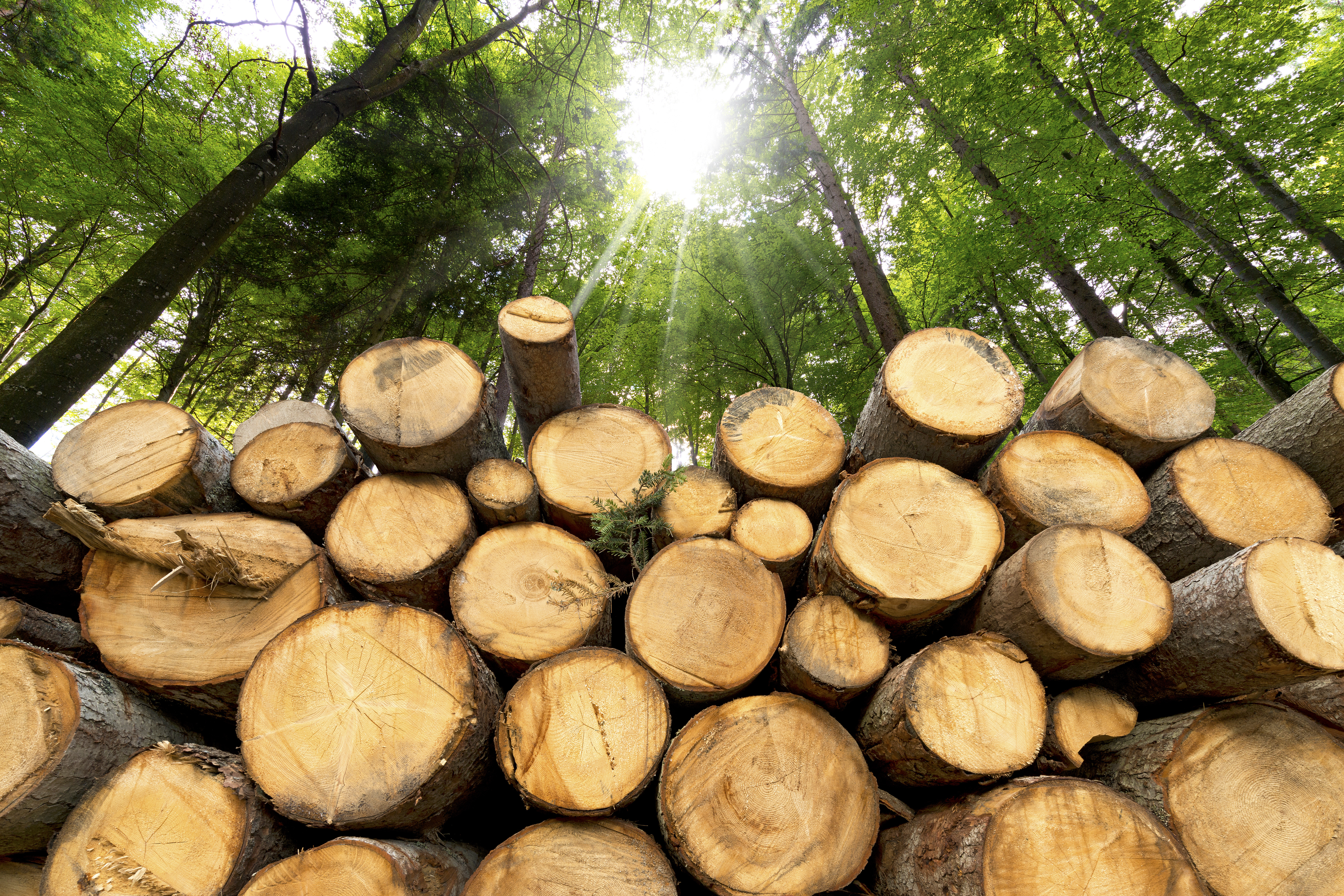 Více ze dřeva znamená více transparentnosti