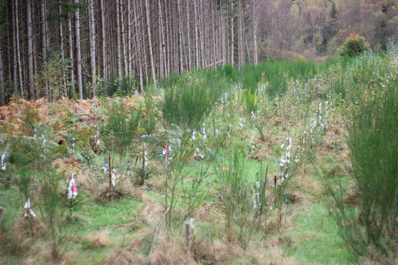 un bosque en Rambervillers (Francia)