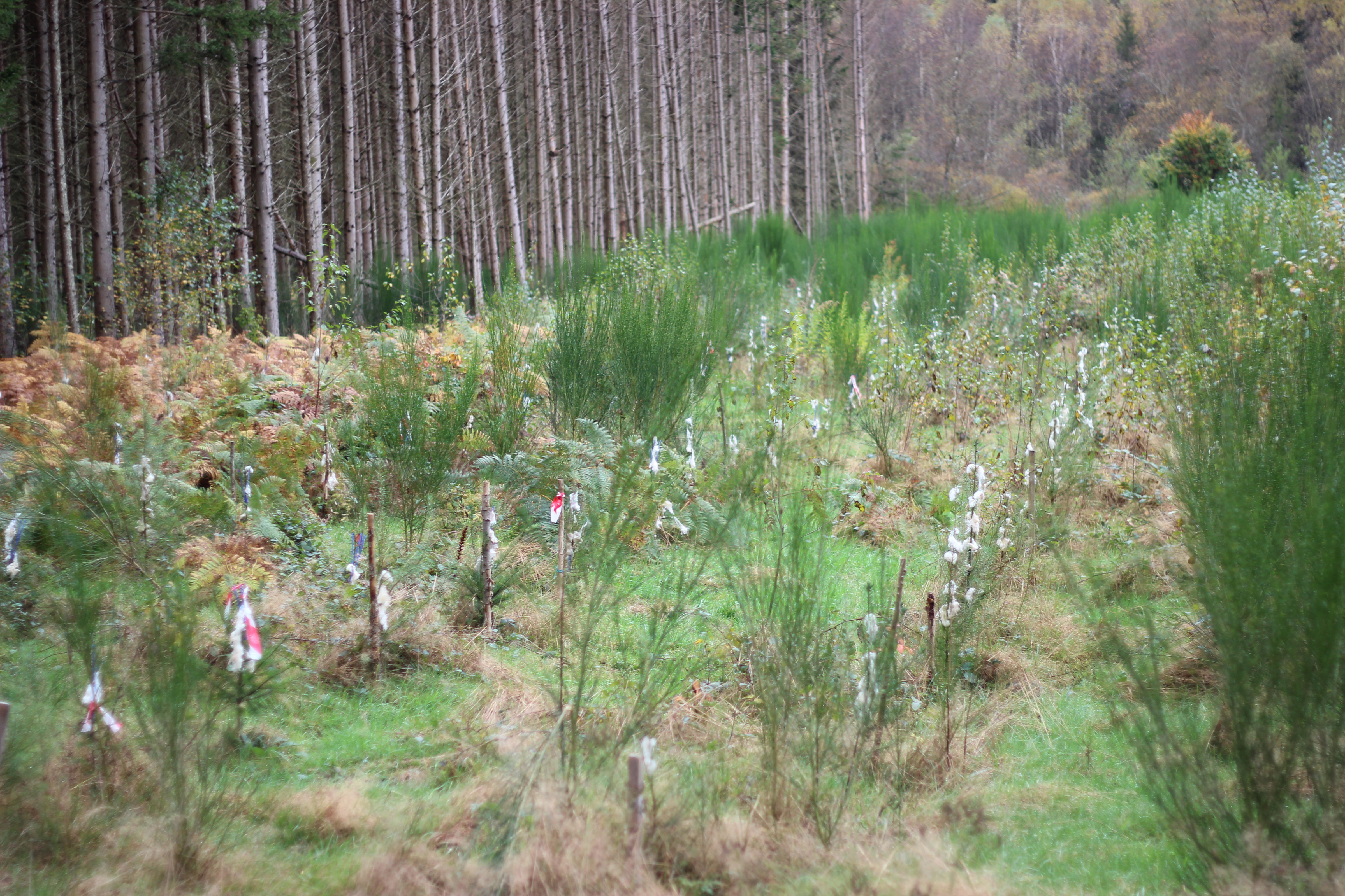 un bosque en Rambervillers (Francia)