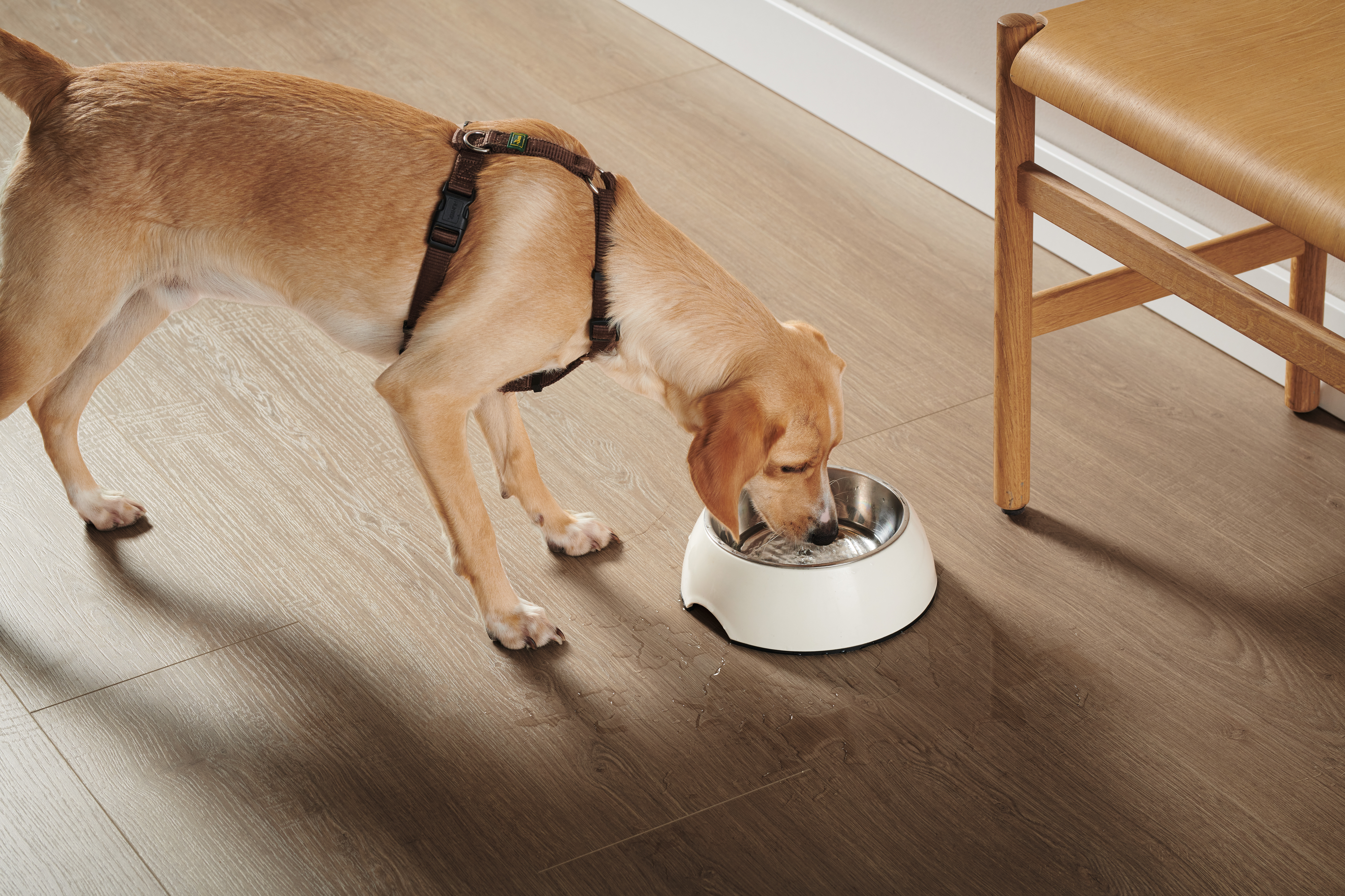 Chien avec gamelle d'eau sur revêtement de sol stratifié EGGER Aqua Clic it!