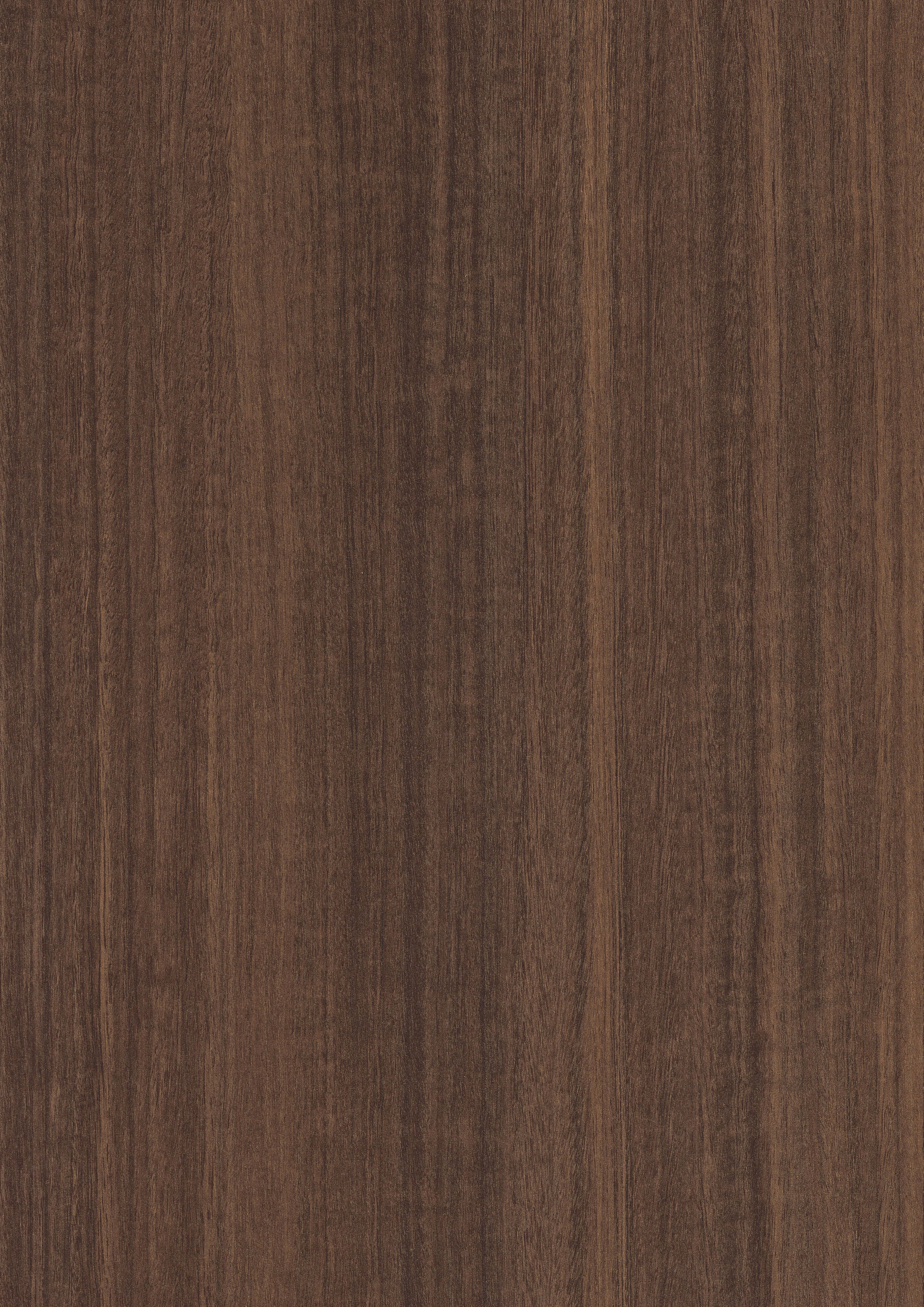 Eucalipto natural H3041 ST12